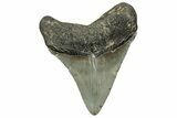 Fossil Megalodon Tooth - North Carolina #328278-1